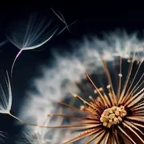 Swallow tail on Dandelion